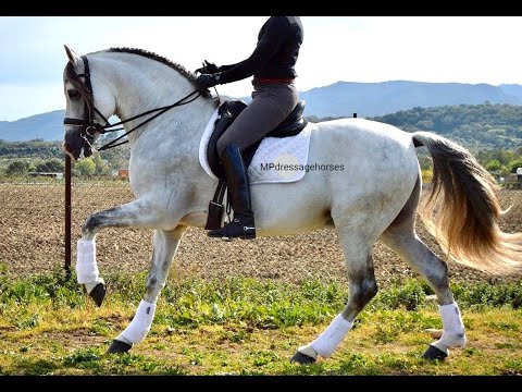 **SOLD** Advanced PSG Andalusian PRE Stallion 2009 - 1,67 m | #MP369