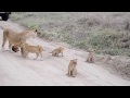 Lion Cubs Roaring