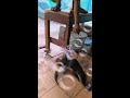 Joker Si Berang Berang Jinak Bermain Bersama Anak Anak