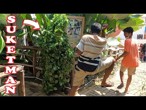 tirta-alas-dusun-semilir-bushman-prank-prank-manusia-pohon