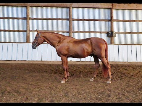 SOLD - Delvecchio - Hanoverian Stallion Lunged - Photos of Offspring - Filmed  11/ 7/ 2020