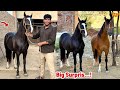 A New Horse Arrived At The Pet House New Partner For The Female Horse