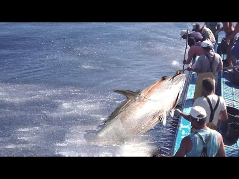 Amazing Giant Tuna Fishing & Giant Swordfish Skill - Big Catch Too many Big fish With Modern Boat