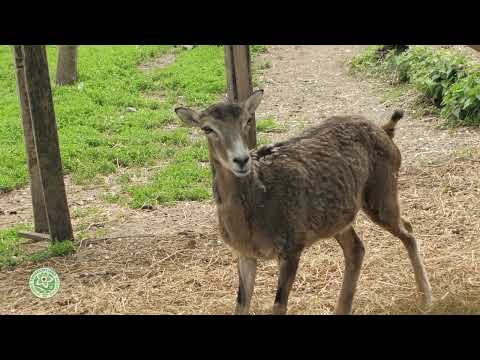 Madas László Erdészeti Erdei Iskola, Mogyoróhegy