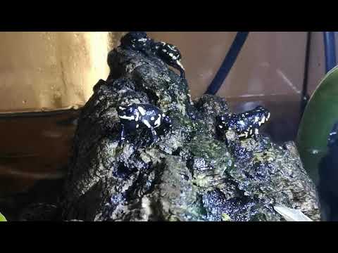 Breeding Bumble Bee toads part 1. In the rain chamber