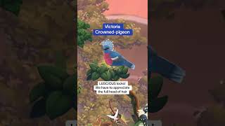 Meet some of the most ✨iconic✨ birds in our game! #birdkind #birdgame #cozygames #wholesomegames