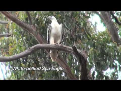 BIRDING TASMANIA by Alana and Greg Dare