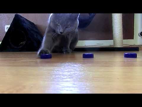 Cat gambling Shell Game - Katze spielt Hütchenspiel und Gewinnt
