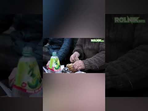 GIENEK FARMERS PODLASIE EVALUATES "Warsaw Cutlet"