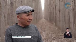 Он посадил 6000 тополей, чтобы защитить свою деревню от ветра