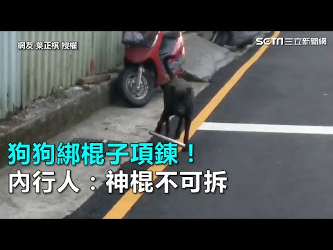 狗狗綁棍子項鍊！內行人：神棍不可拆｜三立新聞網SETN.com