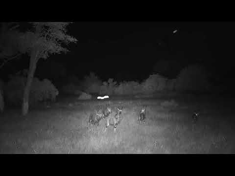 Djuma: Nyala males-young bachelor group - 18:35 - 03/31/19