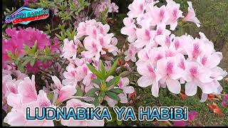 Download lagu DJ SHOLAWAT LUDNABIKA YA HABIBI HOUSE SLOW BASS GLER MERDU TERBARU 2022 mp3