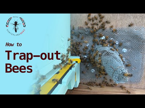How to Remove Bees from a Tree by Trap out