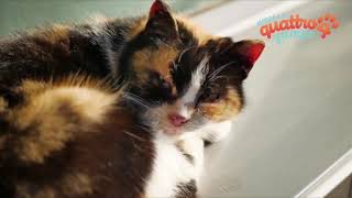 La gastroenterite nel gatto: come riconoscere i sintomi e quali sono i rimedi