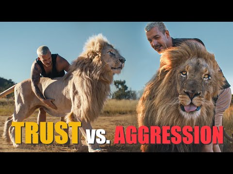 Lion Reunion Turns Wild – Watch Their Reactions!