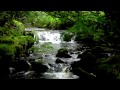 Relax-Nature Sounds-8 Hours-Waterfalls-Bird ...