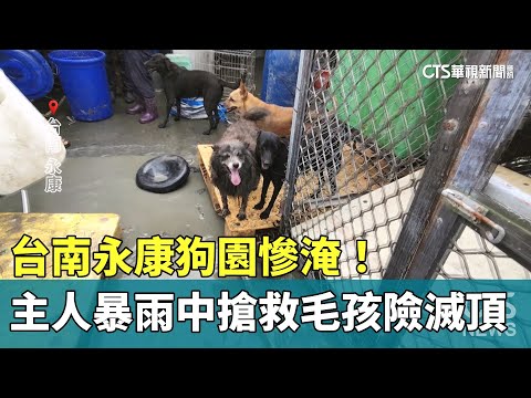 台南永康狗園慘淹！　主人暴雨中搶救毛孩險滅頂