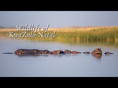 South Africa Part 2: Wildlife of KwaZulu-Natal