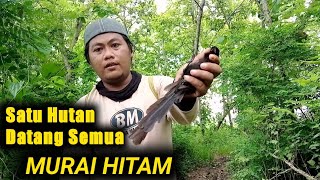 Download lagu Sekali Bunyi,Burung Sehutan Berdatangan.Mikat Burung Murai Hitam,Murai Irian,Murai Papua mp3 Download lagu Sekali Bunyi,Burung Sehutan Berdatangan.Mikat Burung Murai Hitam,Murai Irian,Murai Papua mp3