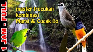 Download lagu ✅1 jam Masteran #trucukan Mewah isian Murai Batu dan Cucak Ijo mp3