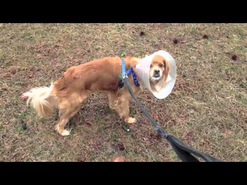 --Poochie, an adopted Cavalier King Charles Spaniel & Tibetan Terrier Mix in Spring Lake, NJ_image-1