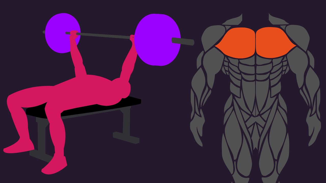 Is the Bench Press ENOUGH for Chest Growth? (24 Studies)