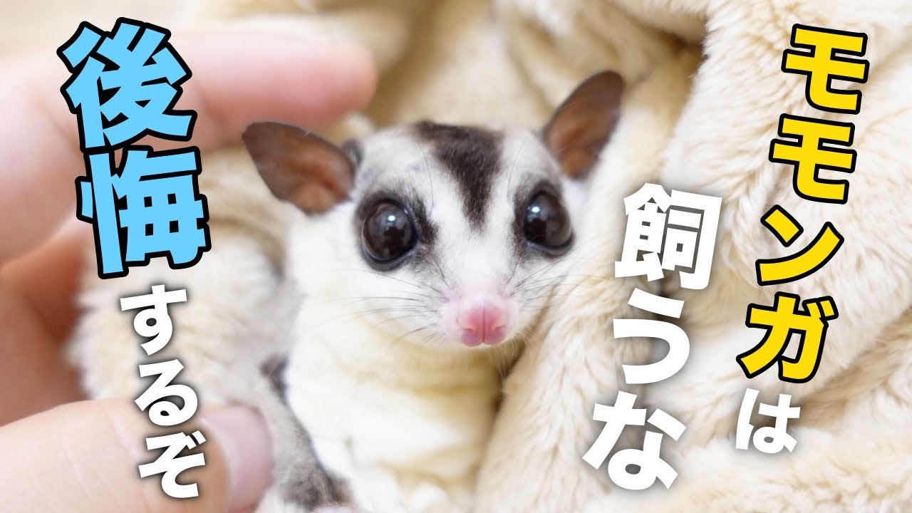 【モモンガをお迎えしたい人へ】絶対に飼わない方がいい理由【５選】