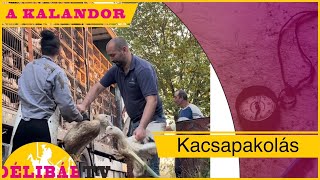 29. - Gyors és kacsapakoló, így tarsd fitten a családot!  - Délibáb Tv -