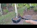 How To Protect Mango From Florida Winter