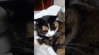 猫のシャーは好きであり、嫌いでもある。 #shorts