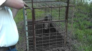 preview picture of video '235 lbs trapped boar'