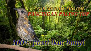 Download lagu Anis Merah Trotol Belajar Bunyi || Pancingan Anis Merah Trotol mp3