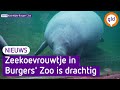 Livestream volgt drachtige zeekoe in Burgers' Zoo