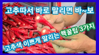 건고추색 기가막히게 말리는 핵심포인트 3가지~고추 후숙방법 고추건조기 사용방법 홍고추