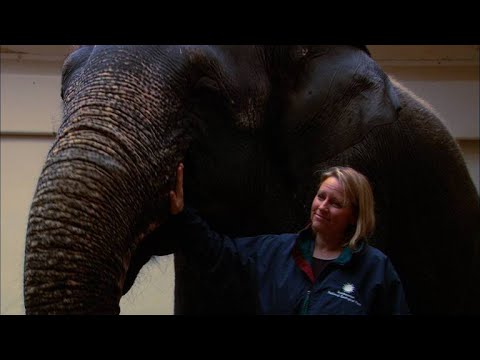 This Vet Went from Admiring Jane Goodall to Working With Her