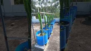 Rooftop Dragonfruit Farm