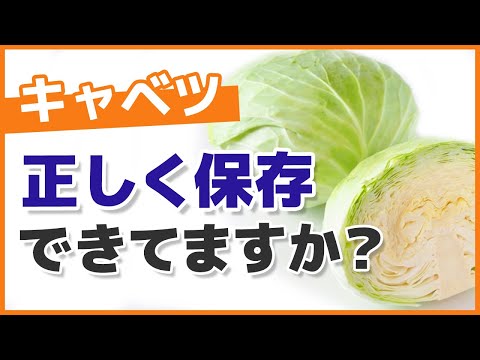 白キャベツの保存: キャベツはどのようにして長持ちしますか? 植物