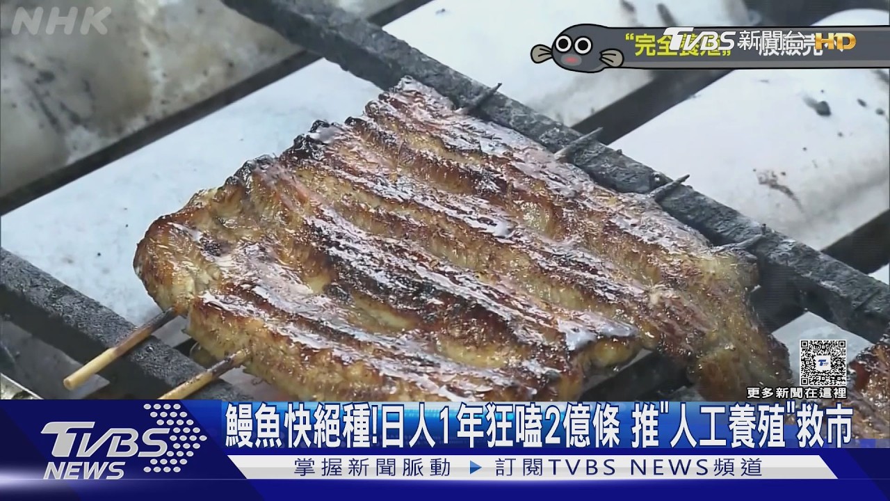 影音/鰻魚被吃到快絕種!日本人1年狂嗑2億條 推「全人工養殖」救市