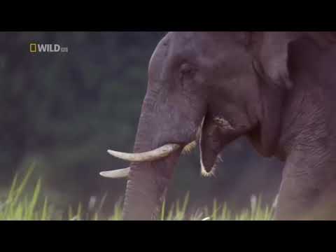 Strange Animals of Asia National Geographic Documentary 2017 HD