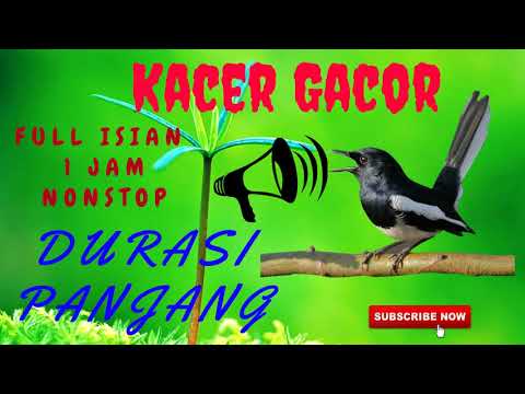 download lagu mp3 mp4 Download Masteran Kacer Full Isian Mp3, download lagu Download Masteran Kacer Full Isian Mp3 gratis, unduh video klip Download Masteran Kacer Full Isian Mp3