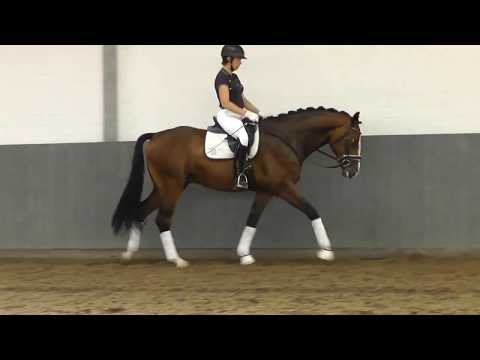 Dressurpferd - Verkaufspferd: "FÜRST BRILLANTO" *2017 Hannoveraner Wallach v. Fürst Belissaro