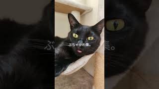 ぶちゃかわ集　 #かわいい猫 #cat #子ネコ #おもしろ #猫のいる暮らし #好きな子猫 #保護猫 #元気になる動画 #かわいい #ねこ  #黒猫 #くろねこ #ねこ #かわいい猫 #おもしろ