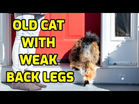 Why Does My Senior Cat Have Stiff And Wobbly Legs?
