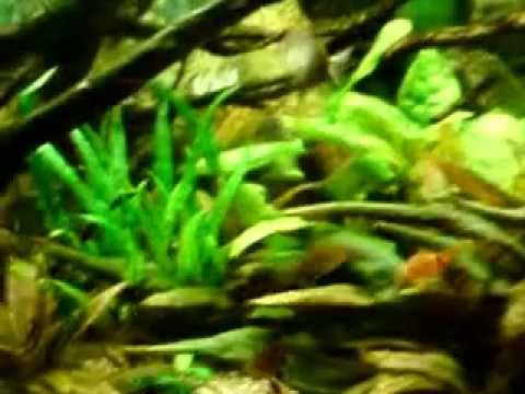 download lagu mp3 mp4 Meduza Jarocin, download lagu Meduza Jarocin gratis, unduh video klip Meduza Jarocin