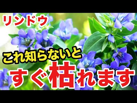 園芸 リンドウ、ラフリンドウ