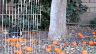 Eddie under the tangerine tree
