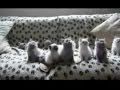 Кошки приколы - 8, прикольное видео, обхохочешься!!!!! Позитив!!! 