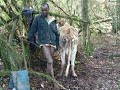 Jamaa Achovya Uroda Wa Ng Ombe Majirani Wadai Ng Ombe Mwingine
