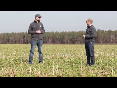 KWS Maisstorys 2021 - Denkt an den Mais-MehrWert-Service